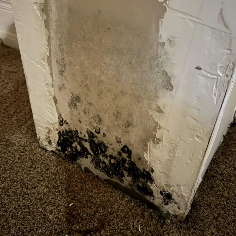 Professional Mold Removal in Clark County, SD